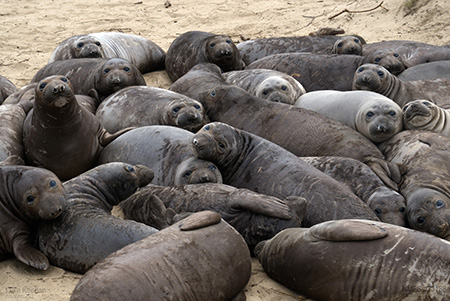 Long-term study of elephant seal reproduction shows population’s resilience