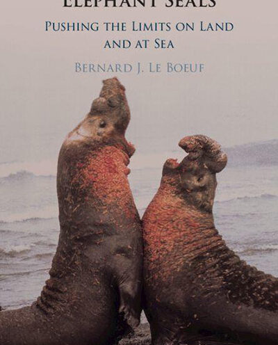 New book chronicles more than 50 years of elephant seal research at Año Nuevo Reserve