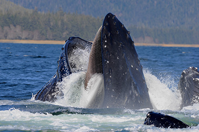 Researchers find whales eat more than expected