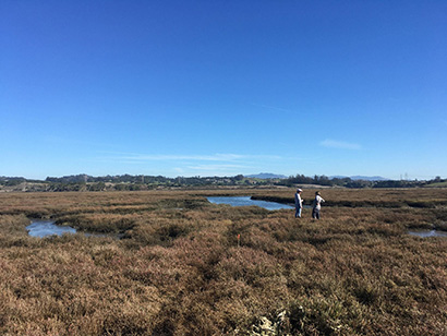 Optimizing coastal wetland restoration for carbon capture and storage