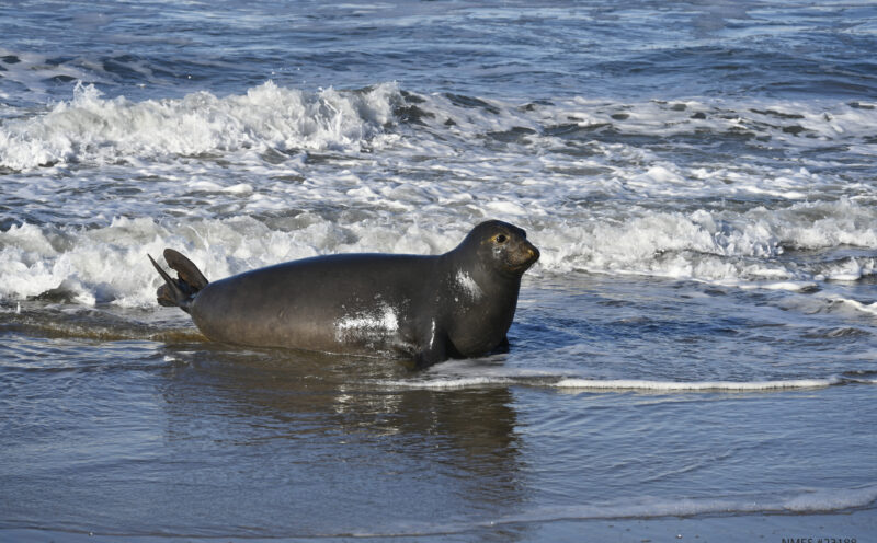Elephant seals’ map sense tells them when to head ‘home’