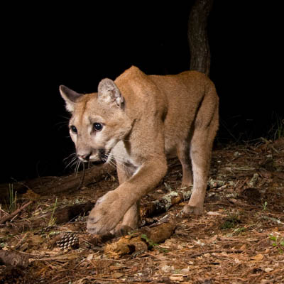 Local pumas don’t sense danger in places where they’re most often killed by humans