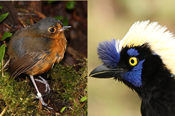 New Google-funded research project applies computer science to aid bird conservation