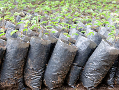 10 questions all funders should ask before supporting tree-planting campaigns