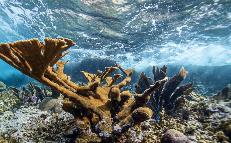 Reefense project aims to meld biology and engineering in novel structures for coastal protection