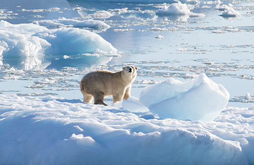 Polar bears in Southeast Greenland shed light on the species’ future in a warming Arctic