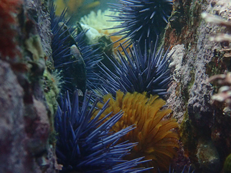 Destruction and recovery of kelp forests driven by changes in sea urchin behavior