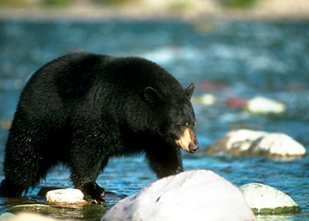 UCSC scholars join researchers statewide on a massive genomic study of California’s biodiversity