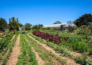 Innovative climate resilience projects supported by 2022 CITRIS Campus Seed Funding awards