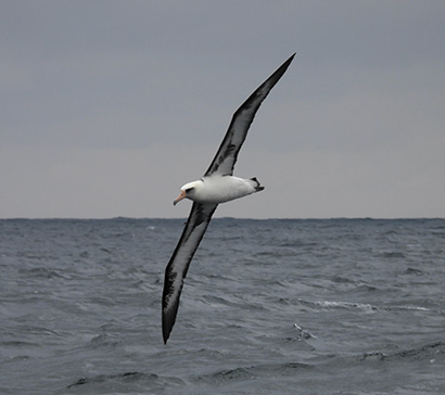 Offshore wind farms may harm seabirds, but scientists see potential for net positive impact