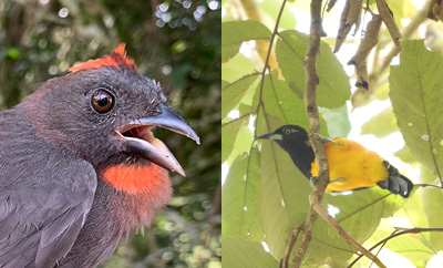 Colombia, a global biodiversity hotspot, faces rising threats to bird species from expanding human footprint
