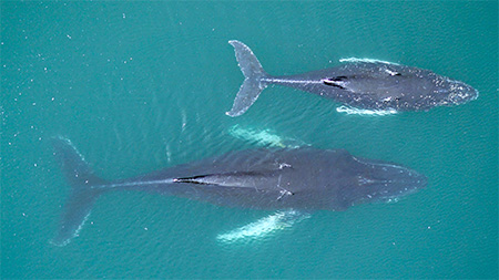 Study reveals influence of krill availability on humpback whale pregnancies
