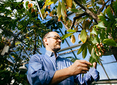 Leaf wetness sensor will enable better plant disease forecasting and management