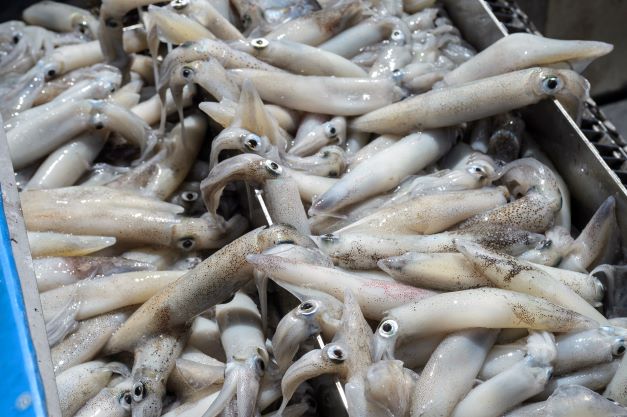 Where is your squid coming from? Most likely unregulated waters, according to a new international study