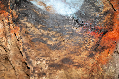 Campus acts to protect rare cave habitat
