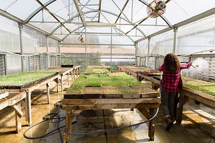 Nearly $1 million in USDA grants will support 3 UCSC-led agricultural technology projects