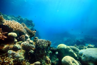 Coral reefs identified as national natural infrastructure