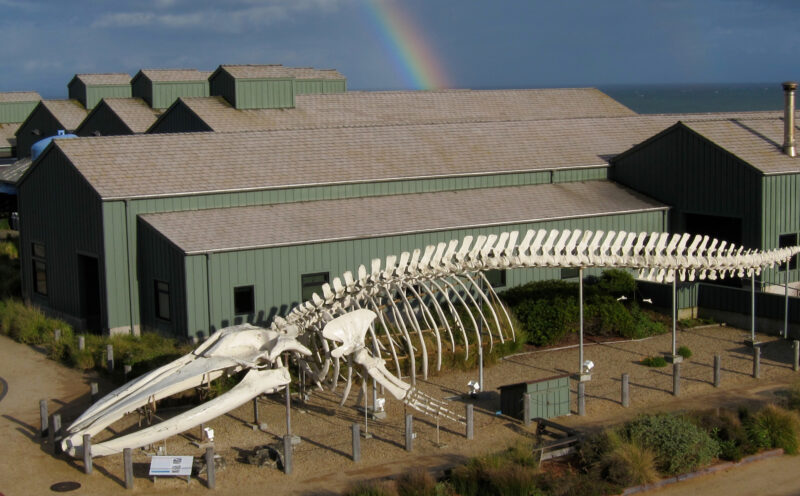 Following decades in a harsh coastal climate, blue whale skeleton undergoes 3D scan prior to safety-related descent to the ground