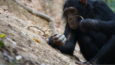 Fishing chimpanzees found to enjoy termites as a seasonal treat
