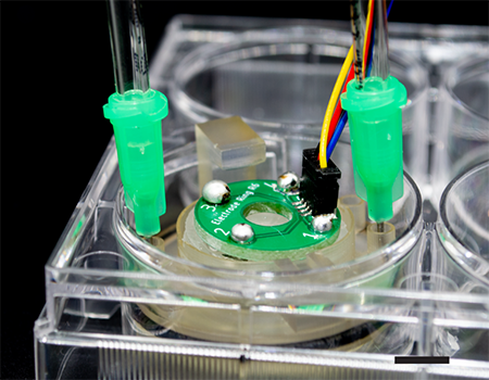 Bioelectronics enable precise control of organoids for better understanding of neuro diseases, neuron circuits