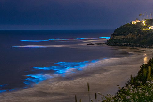 Protein designer awarded $2.5M to develop bioluminescent protein for deep tissue imaging