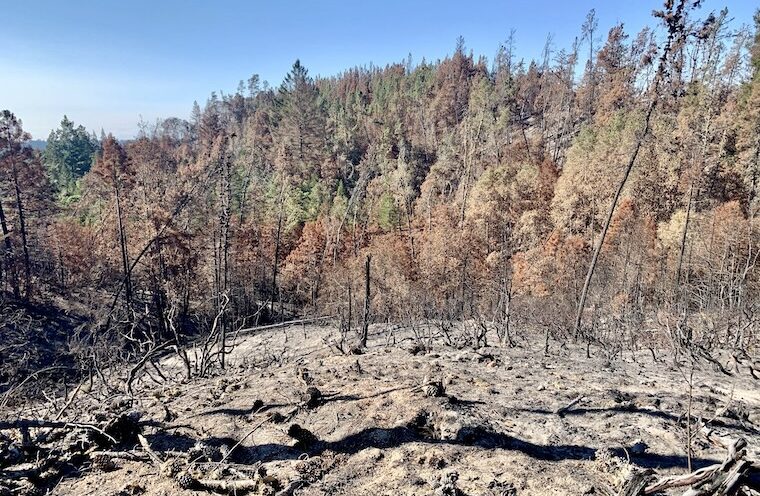 Closer water monitoring needed as wildfires increase
