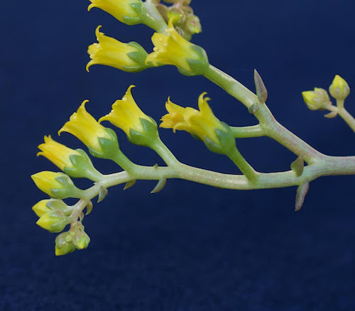 UC Santa Cruz names new, rare succulent species from Orange County