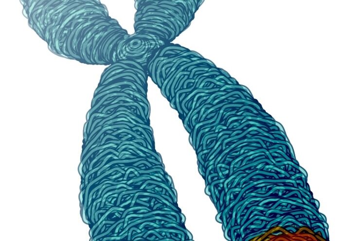 New study finds potential targets at chromosome ends for degenerative disease prevention