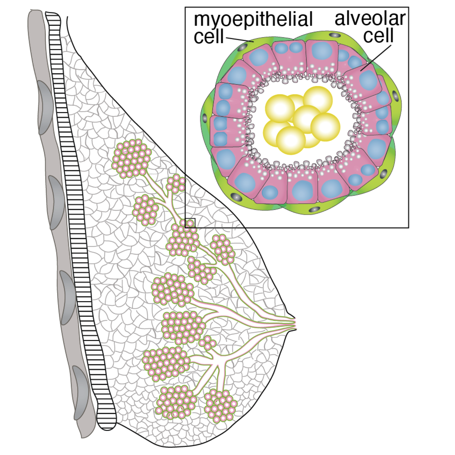 Scientific graphic showing cells inside a breast