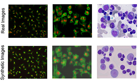 UC Santa Cruz researchers’ tool creates ‘synthetic’ images of cells for enhanced microscopy analysis