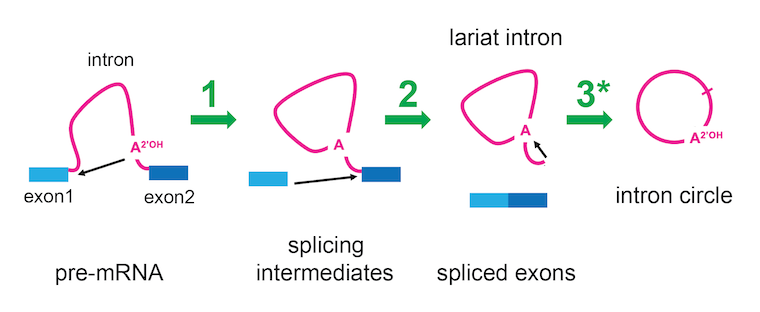 New study discovers cellular activity that hints recycling is in our DNA