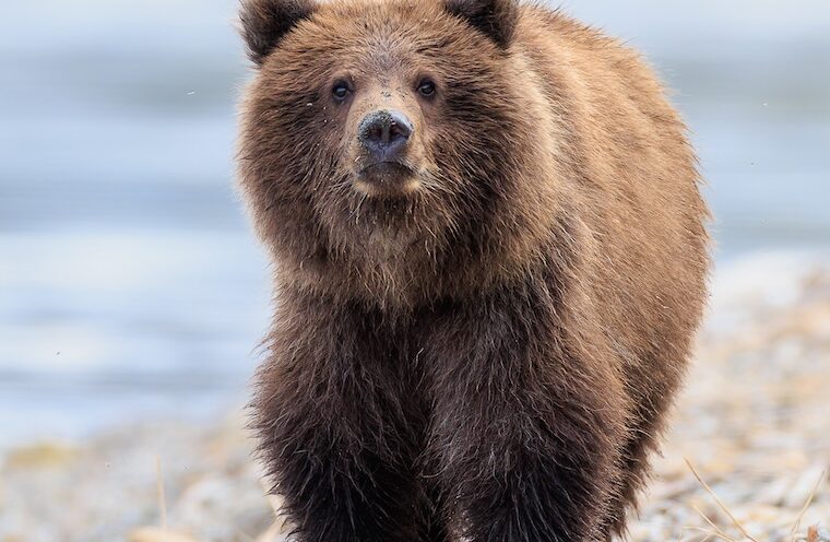Bear DNA study to measure impact of conservation actions on genetic diversity