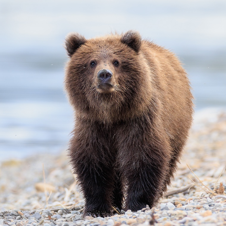 Brown bear in the wild