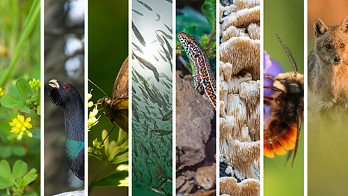 Successful conservation genomics pilot sets the stage to sequence European biodiversity