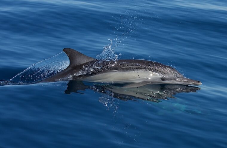 Dolphins sense military sonar at much lower levels than regulators predict
