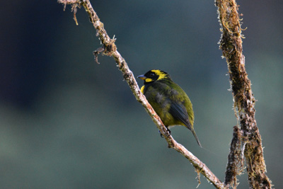 New mapping techniques empower bird conservation in Colombia