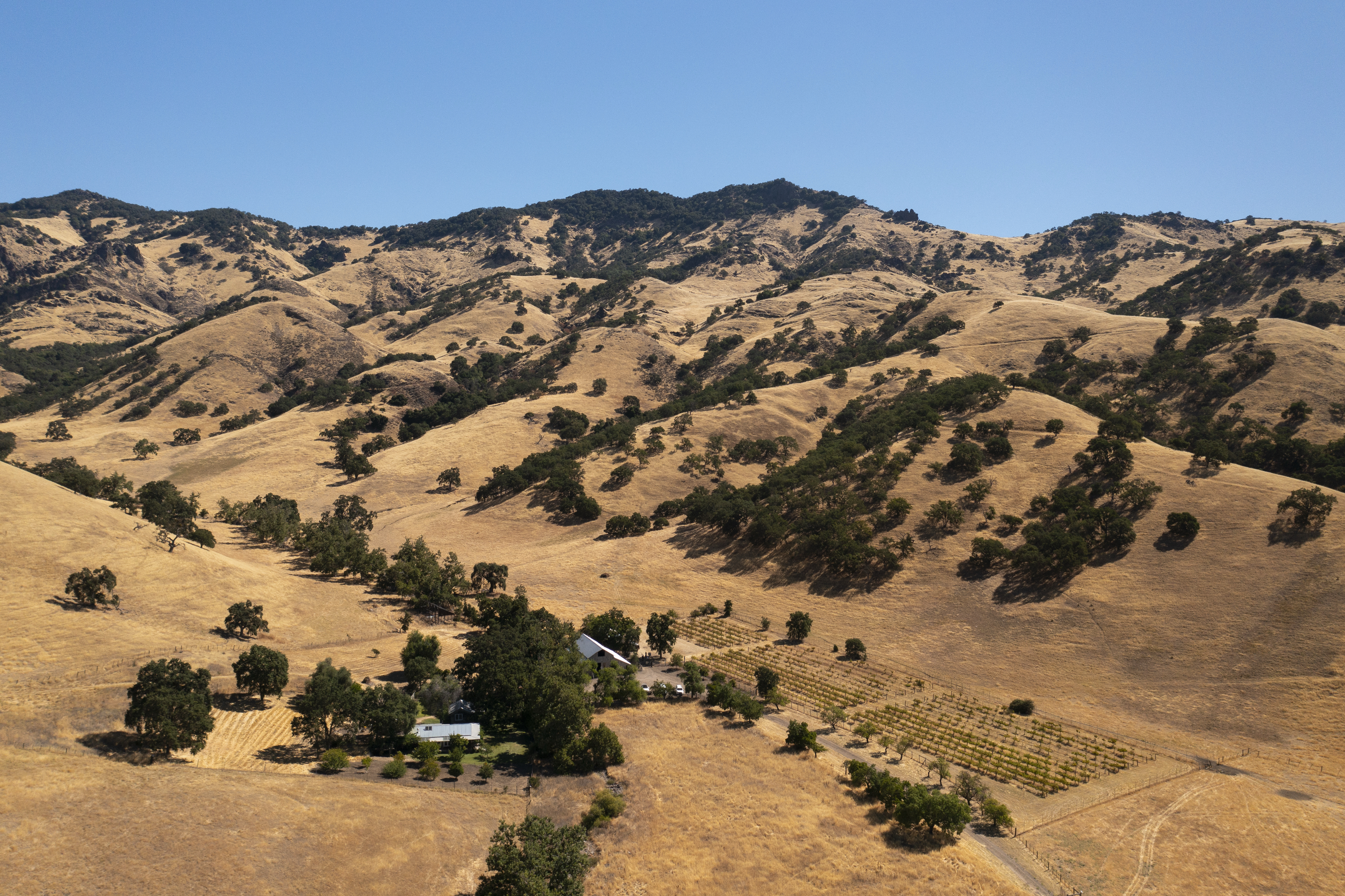 Threat of California’s native tree loss is greater than current estimates