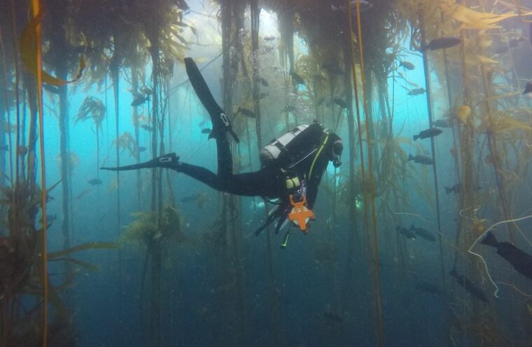 UC Santa Cruz, Monterey Bay Aquarium lead collaboration on kelp conservation