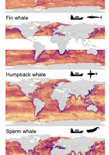 Fewer than 7% of global hotspots for whale-ship collisions have protection measures in place