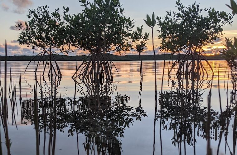 Mangroves save $855 billion in flood protection globally, new study shows