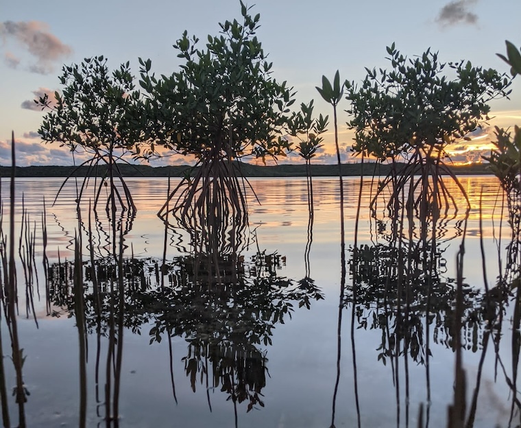 Mangroves in the water casting their own reflection
