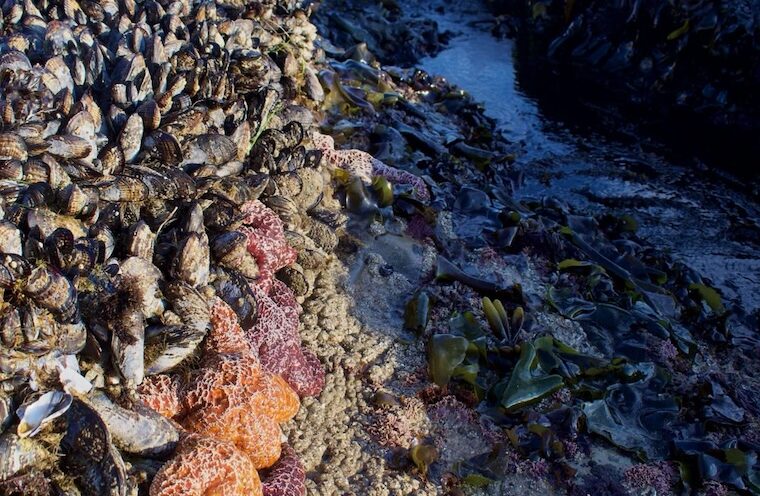 Climate change reshuffles species like a deck of cards, new study finds