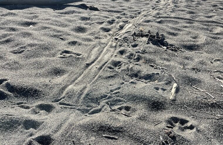 New study documents California coyotes eating harbor seal pups