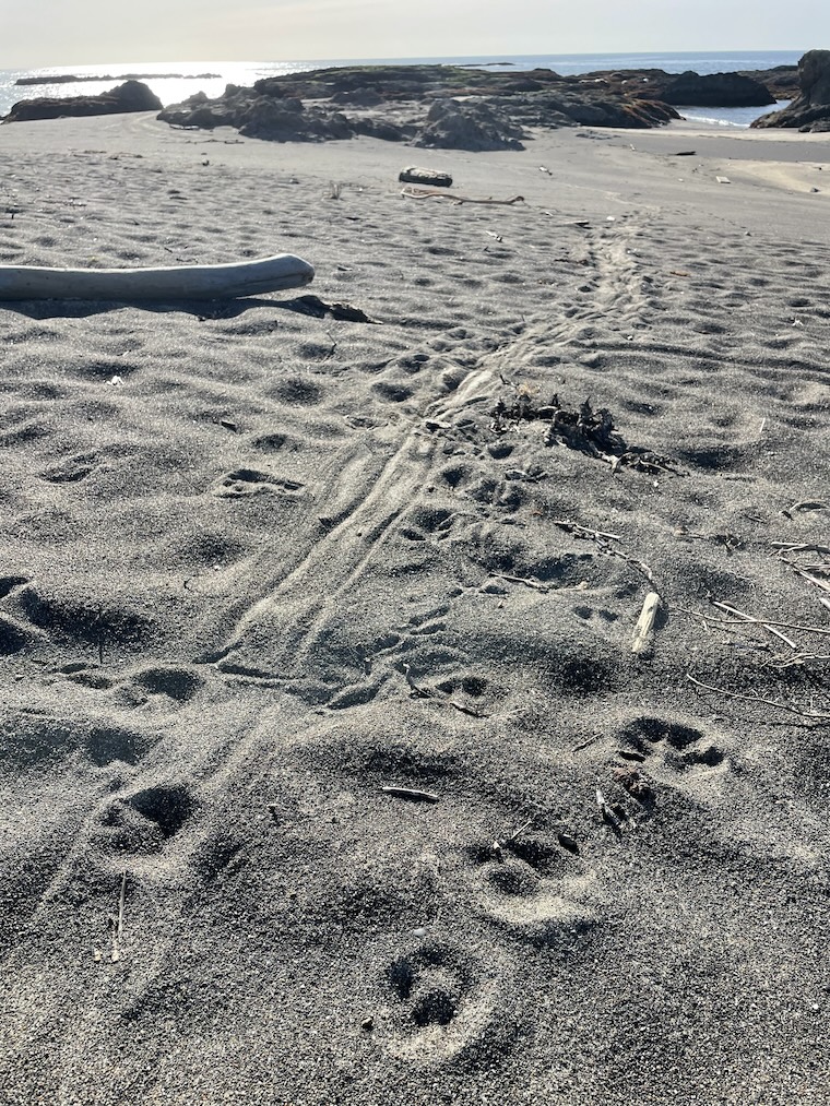 Coyote paw prints on beach sand.