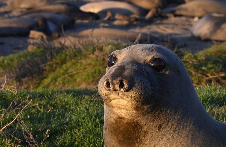 Foraging seals enable scientists to measure fish abundance across the vast Pacific Ocean