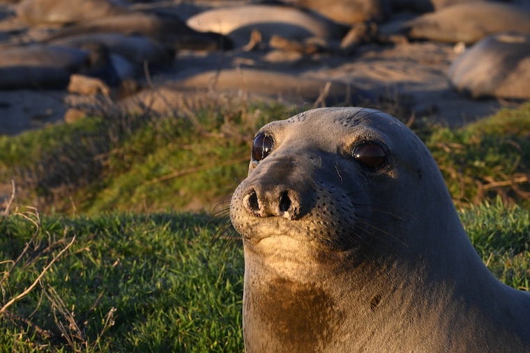 Closeup of female elephant seal