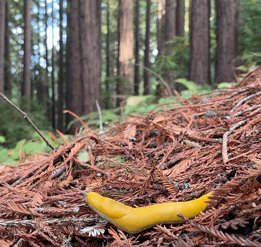 UC Santa Cruz scientists slither into the history books with first complete genome of a banana slug