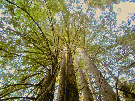 a view from below