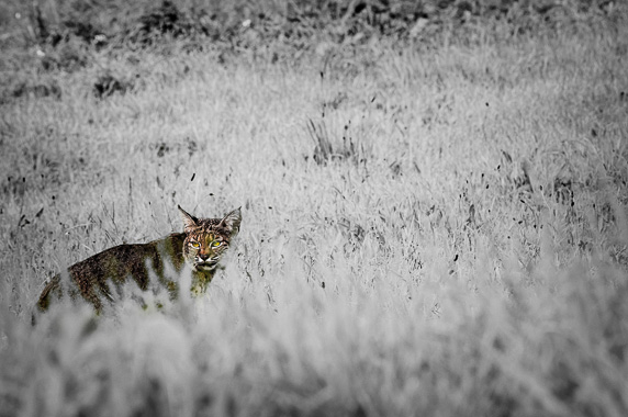 bobcat on bike path