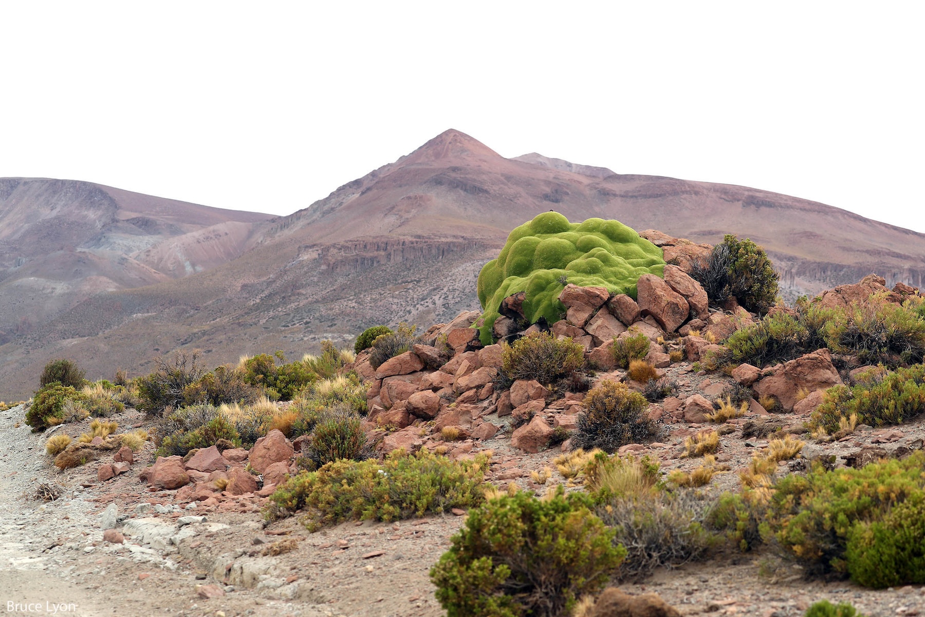 Desert plant life